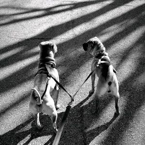 Meet your Posher, Ronin